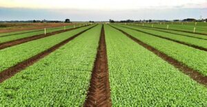 cultivo de agricultura sustentável