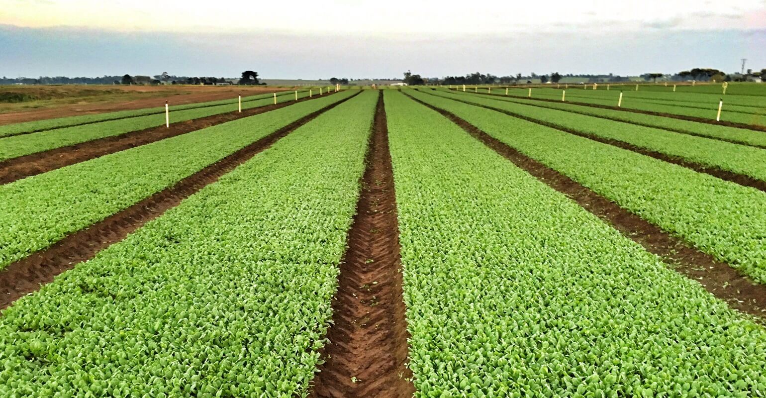 cultivo de agricultura sustentável